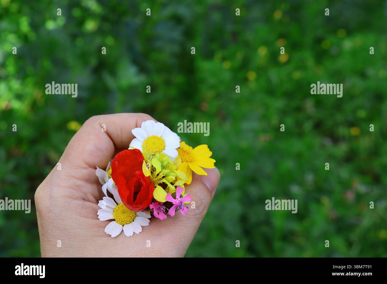 Die Hände eines Mädchens halten einen Haufen wilder Blumen. Stockfoto
