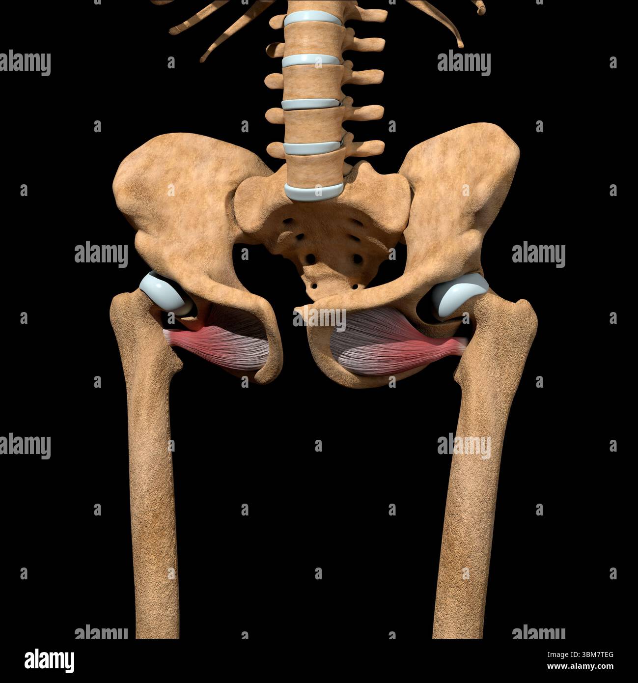 Diese 3D-Abbildung zeigt die Muskulatur des Obturators externus auf dem Skelett. Stockfoto Diese 3D-Abbildung zeigt die Muskulatur des Obturators externus auf dem Skelett. Stockfoto