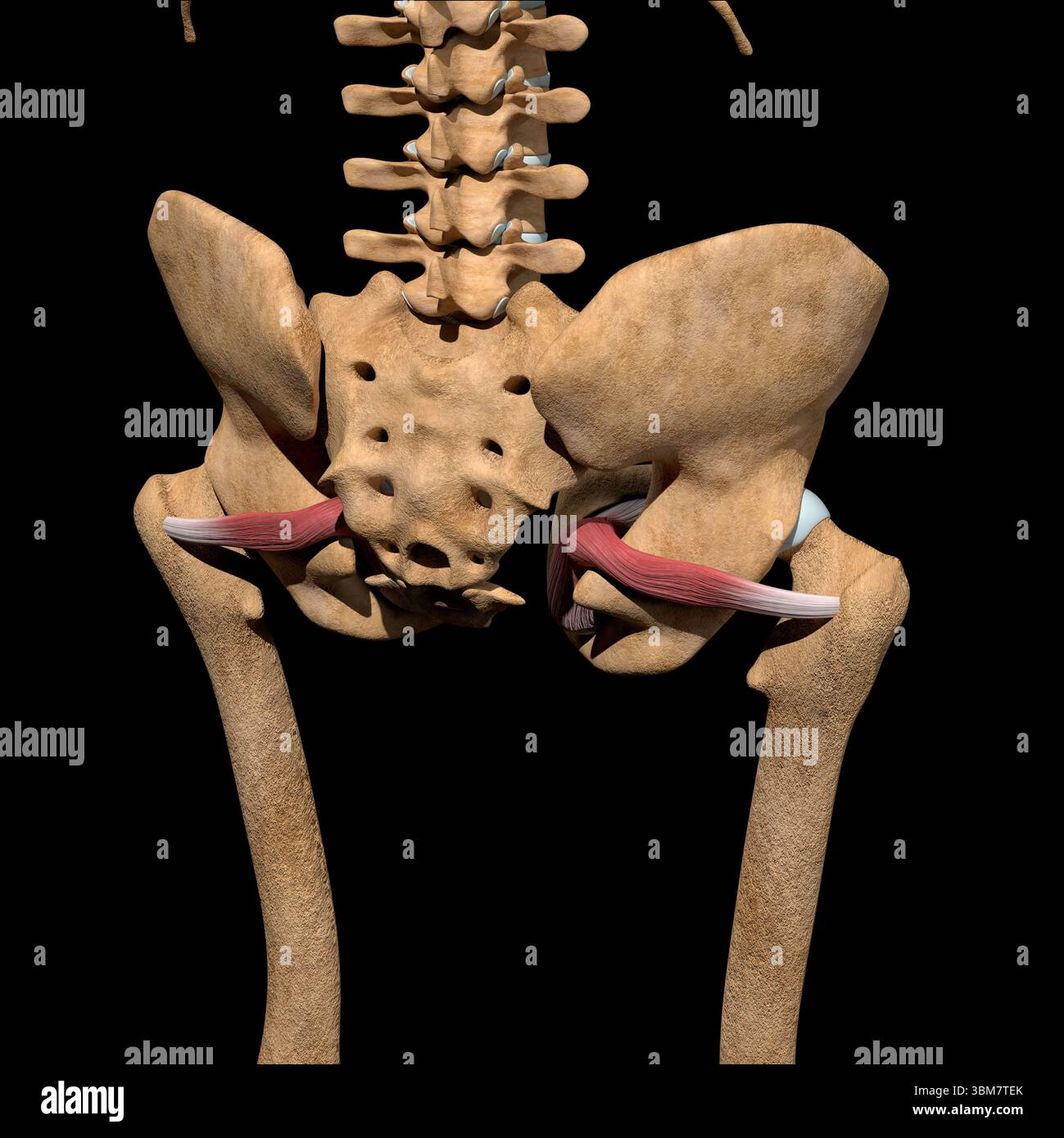 Diese 3D-Abbildung zeigt die Muskulatur des Obturators internus auf dem Skelett. Stockfoto Diese 3D-Abbildung zeigt die Muskulatur des Obturators internus auf dem Skelett. Stockfoto