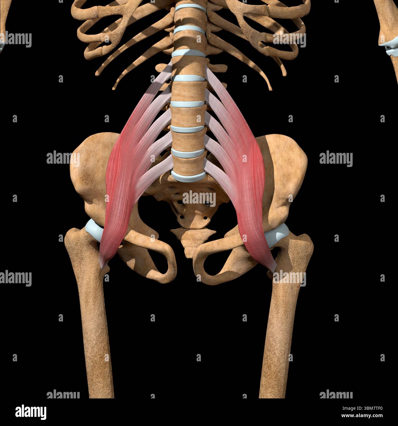 Diese 3D-Abbildung zeigt die großen Muskeln des Psoas auf dem Skelett. Stockfoto Diese 3D-Abbildung zeigt die großen Muskeln des Psoas auf dem Skelett. Stockfoto