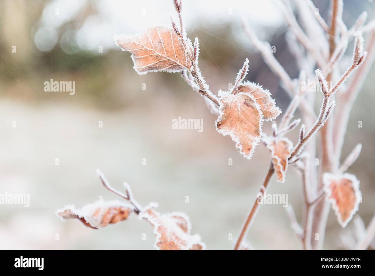 Landschaftsansicht von blanken Zweigen mit ein paar braunen Blättern, die von Frost umrandet sind, verschwommener Landblick im Hintergrund Stockfoto