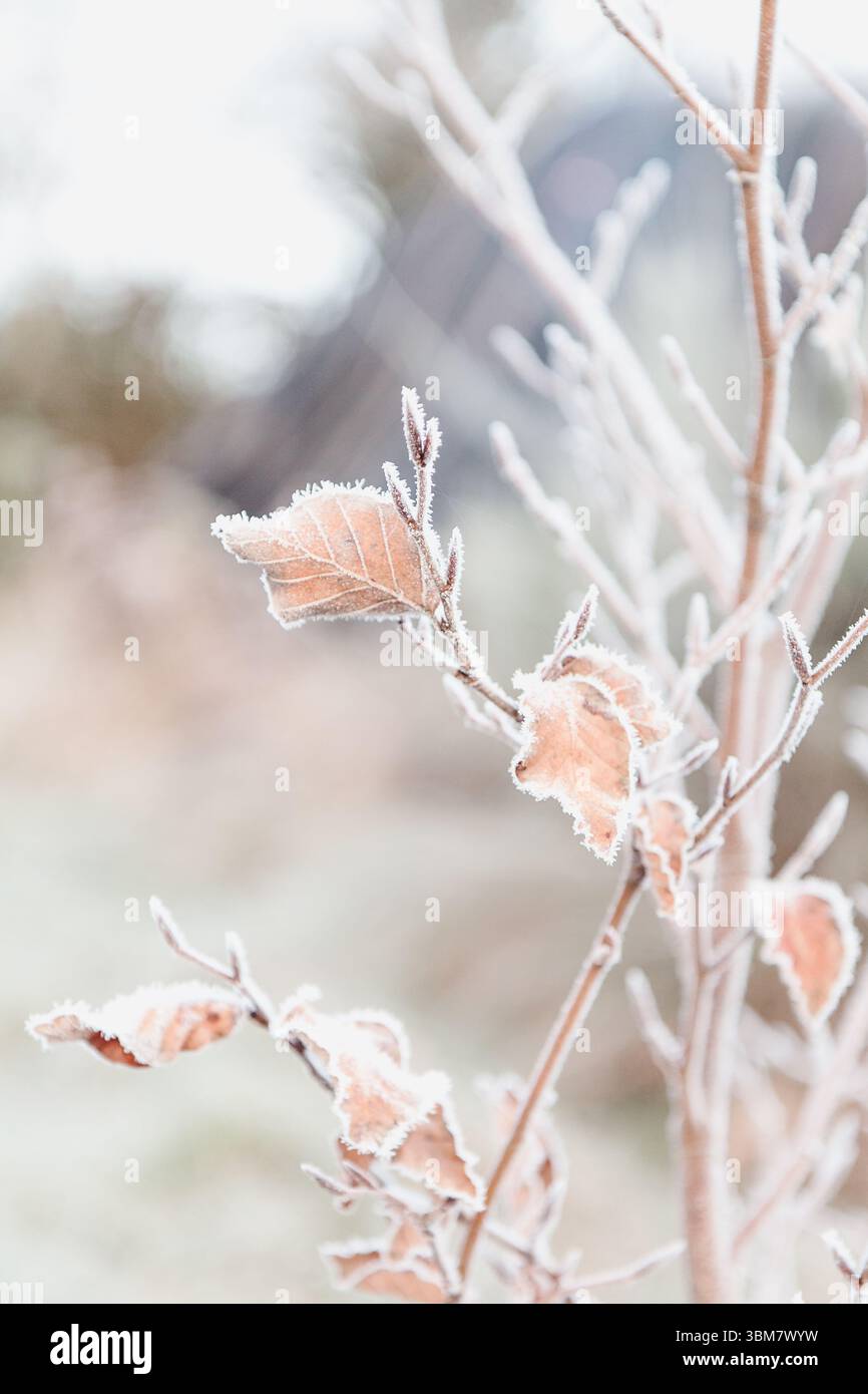 Porträt von blanken Zweigen mit ein paar braunen Blättern, die von Frost umrandet sind, verschwommene Landansicht im Hintergrund Stockfoto