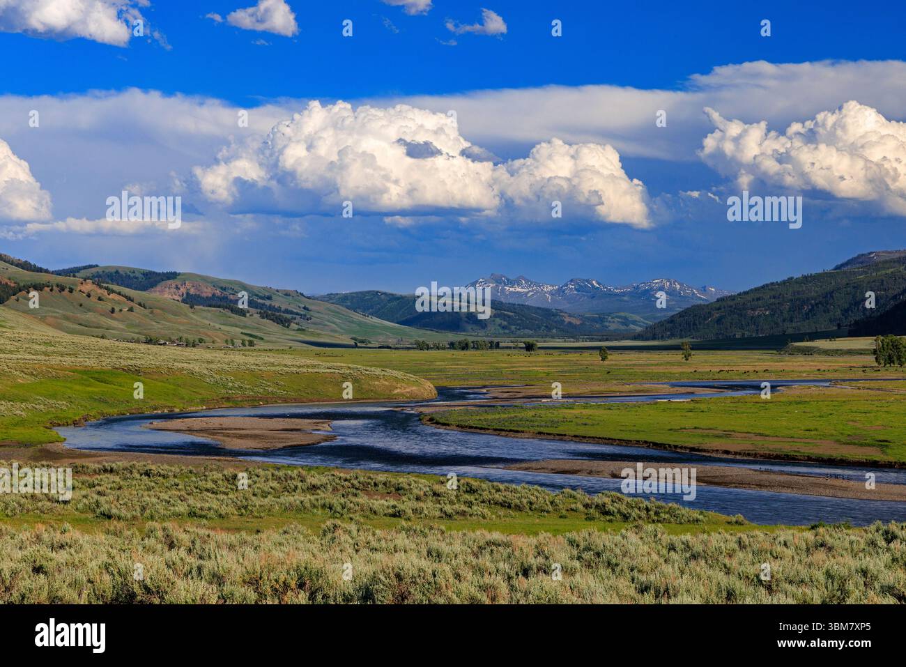 Der Lamar River schlängelt sich durch das malerische Lamar Valley im Nordosten des Yellowstone National Park, Wyoming, USA. Stockfoto