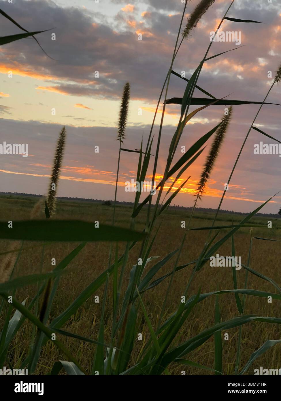 Erleben Sie die faszinierende Schönheit der Natur mit diesem atemberaubenden Foto bei Sonnenuntergang mit hohen Gräsern, die sich vor dem leuchtenden Himmel abzeichnen. In reich getaucht - Smartphone-aufgenommenes Stockfoto