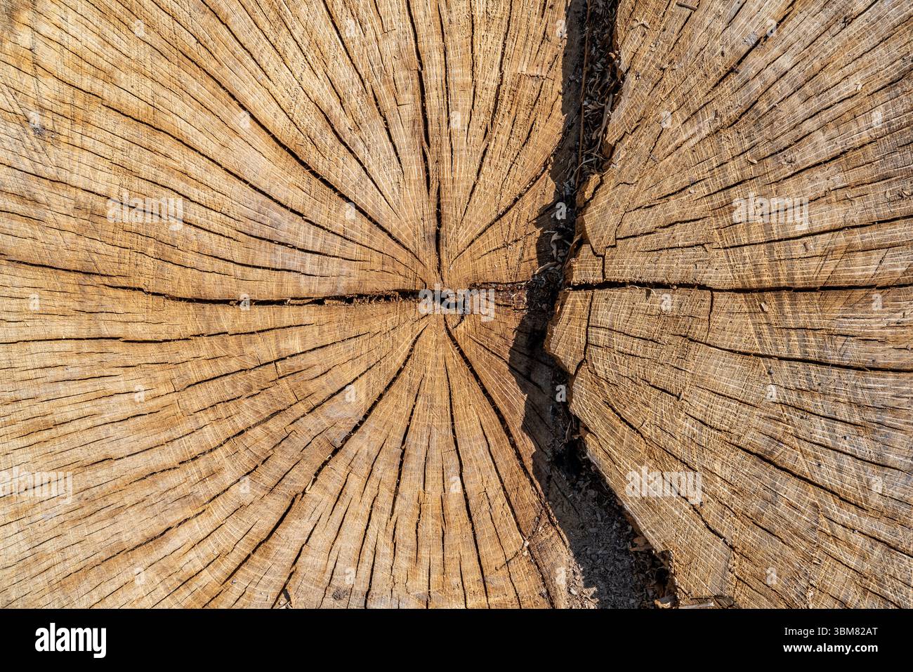 Nahaufnahme einer alten Stumpfstruktur. Hochwertige Fotos Stockfoto