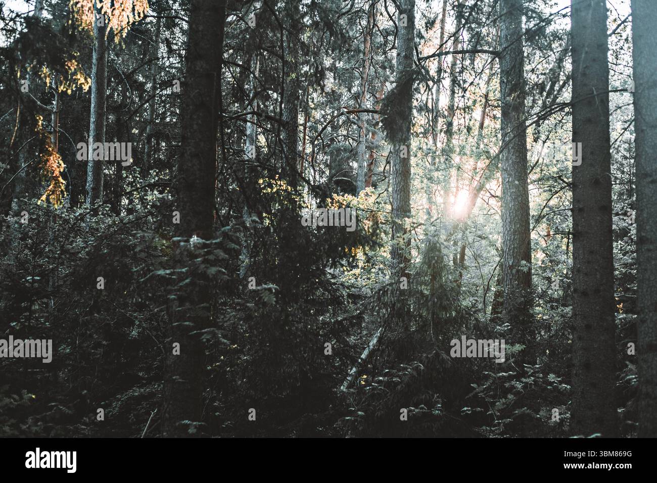 Sonnenlicht filtert durch einen dichten skandinavischen Kiefernwald und erzeugt atmosphärische Strahlen und Schatten im Morgennebel. Stockfoto