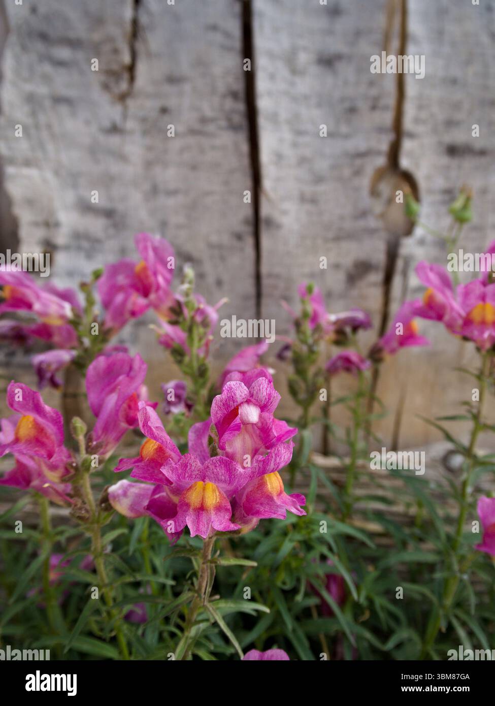 Rosafarbene snapdragon-Blüten, vor einem rustikalen Holzhintergrund. Eine zarte, natürliche florale Szene mit sanften Farbtönen. Stockfoto