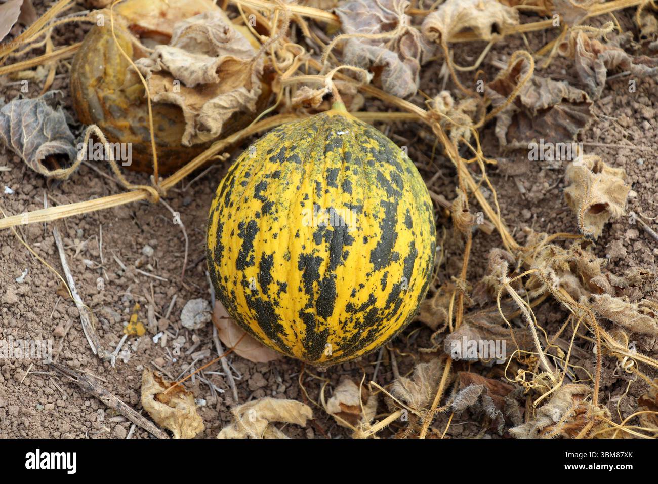 Eine reife gelbe Bio-Melone, die auf dem Feld steht. Konya, Türkei. Stockfoto