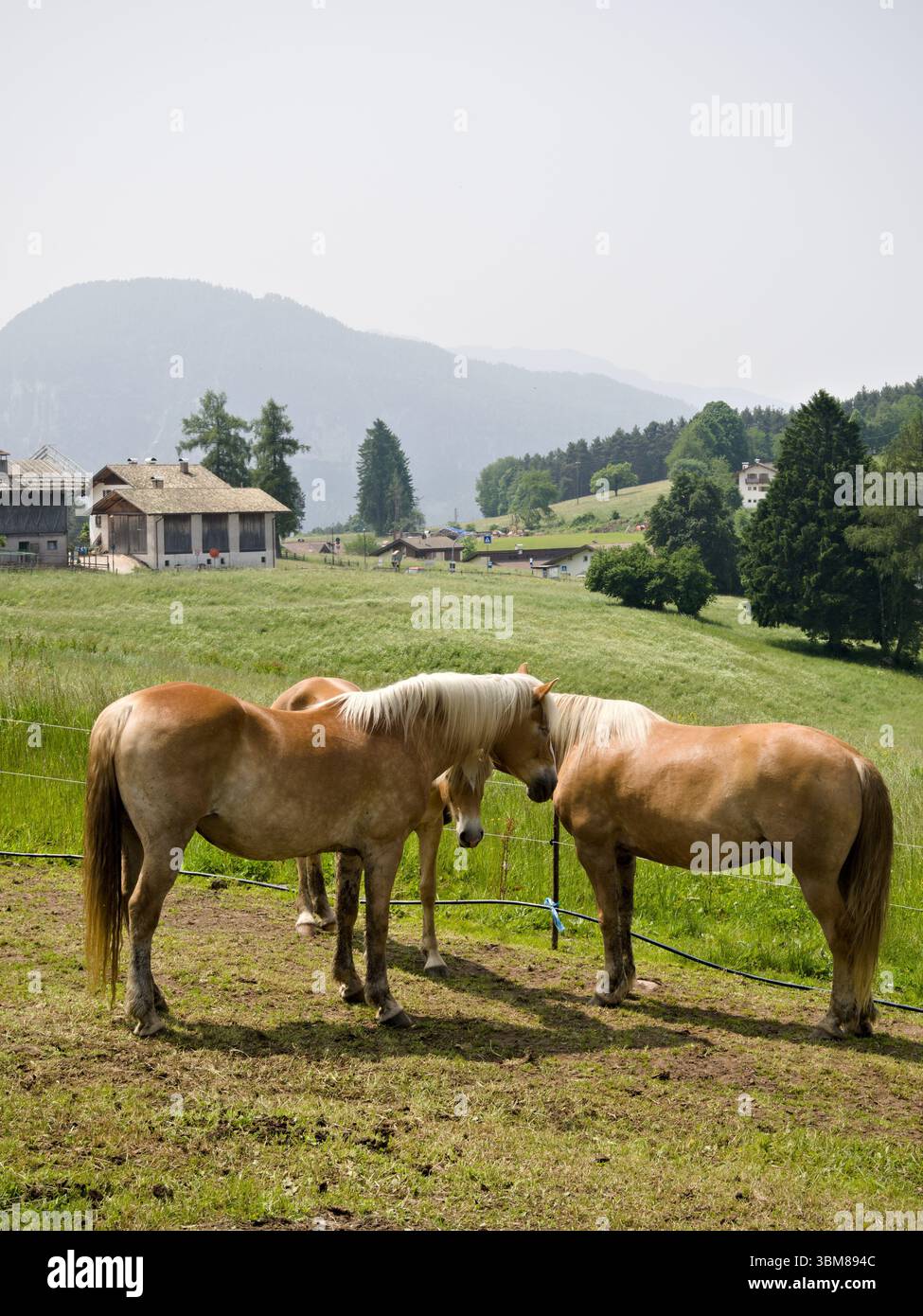 Drei Pferde entspannen auf einem grünen Alpenhang in Südtirol. Stockfoto
