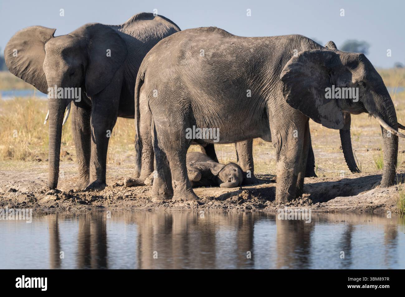 Die Elefantenherde Loxodonta africana steht schützend um ein schlafendes Kalb am Wasserrand im Chobe-Nationalpark in Botswana, Afrika. Stockfoto