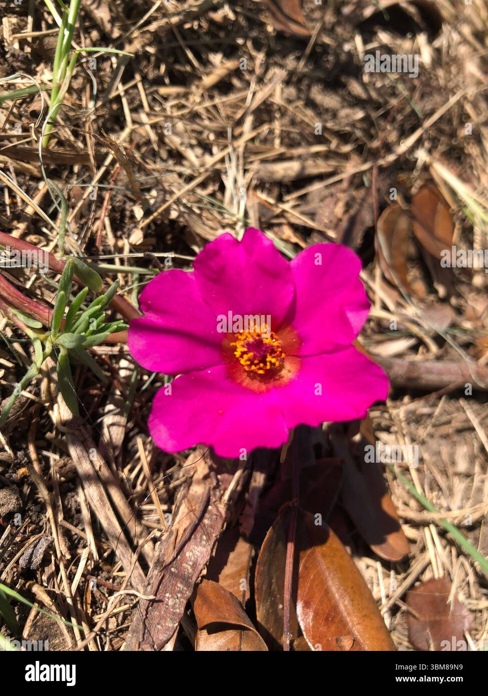 Eine kleine weiße Blume mit einem leuchtend gelben Zentrum hebt sich in dieser natürlichen Komposition hervor und erinnert an Leichtigkeit und Reinheit. Mit einer starken Ähnlichkeit zu - Smartphone-aufgenommenes Stockfoto