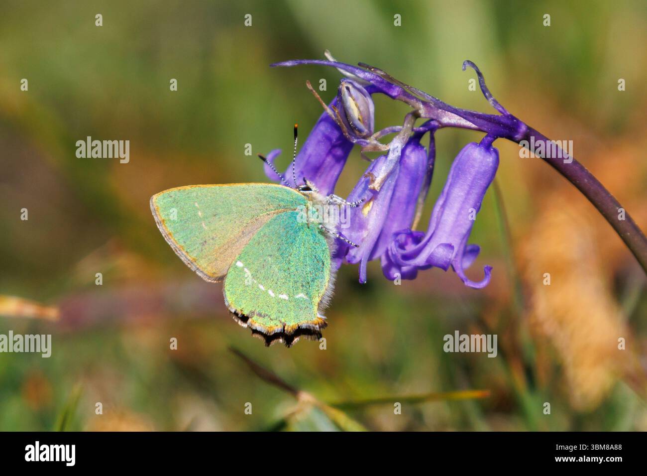 Grüner Haarsträhnen-Schmetterling, Callophrys rubi auf einer Blume. Sussex, Großbritannien Stockfoto