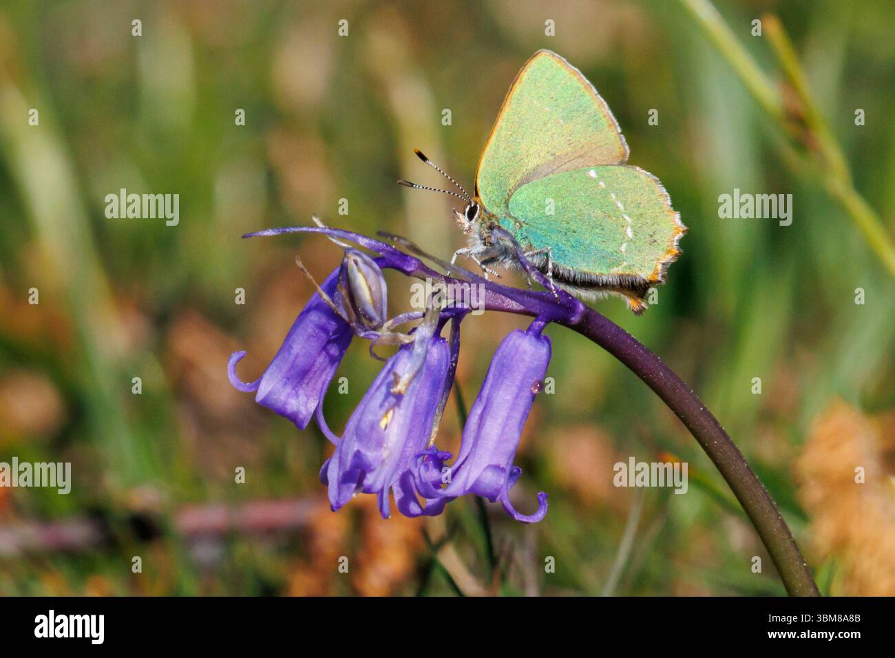 Grüner Haarsträhnen-Schmetterling, Callophrys rubi auf einer Blume. Sussex, Großbritannien Stockfoto
