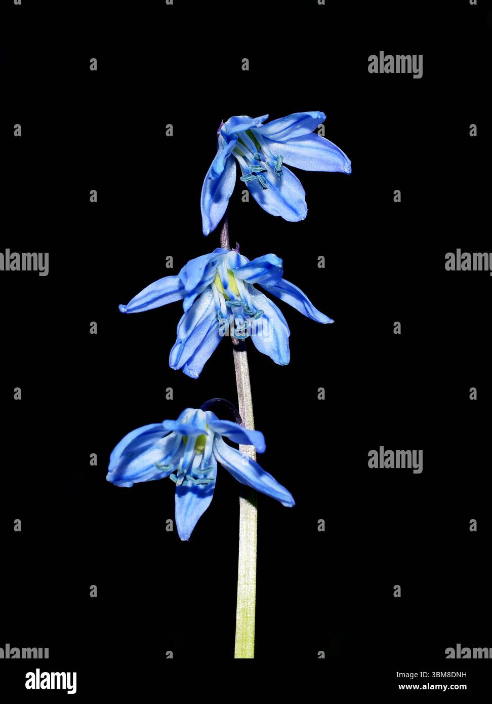Blaue Scilla Blume Scilla sibirica auf schwarzem Hintergrund Stockfoto