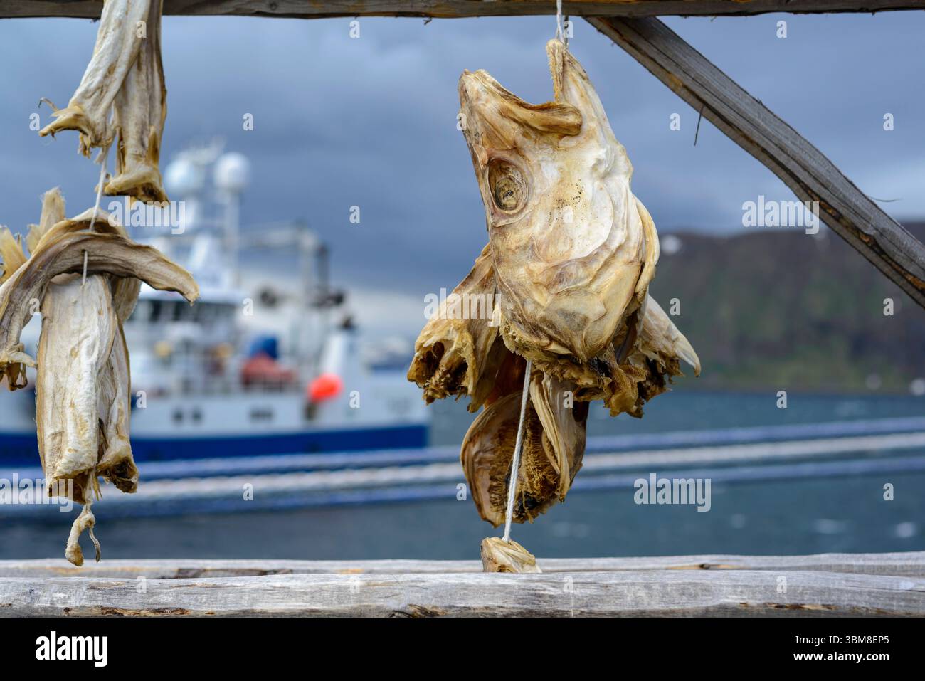 Fischköpfe hängen zum Trocknen, Honningsvag, Nordkapp, Norwegen Stockfoto