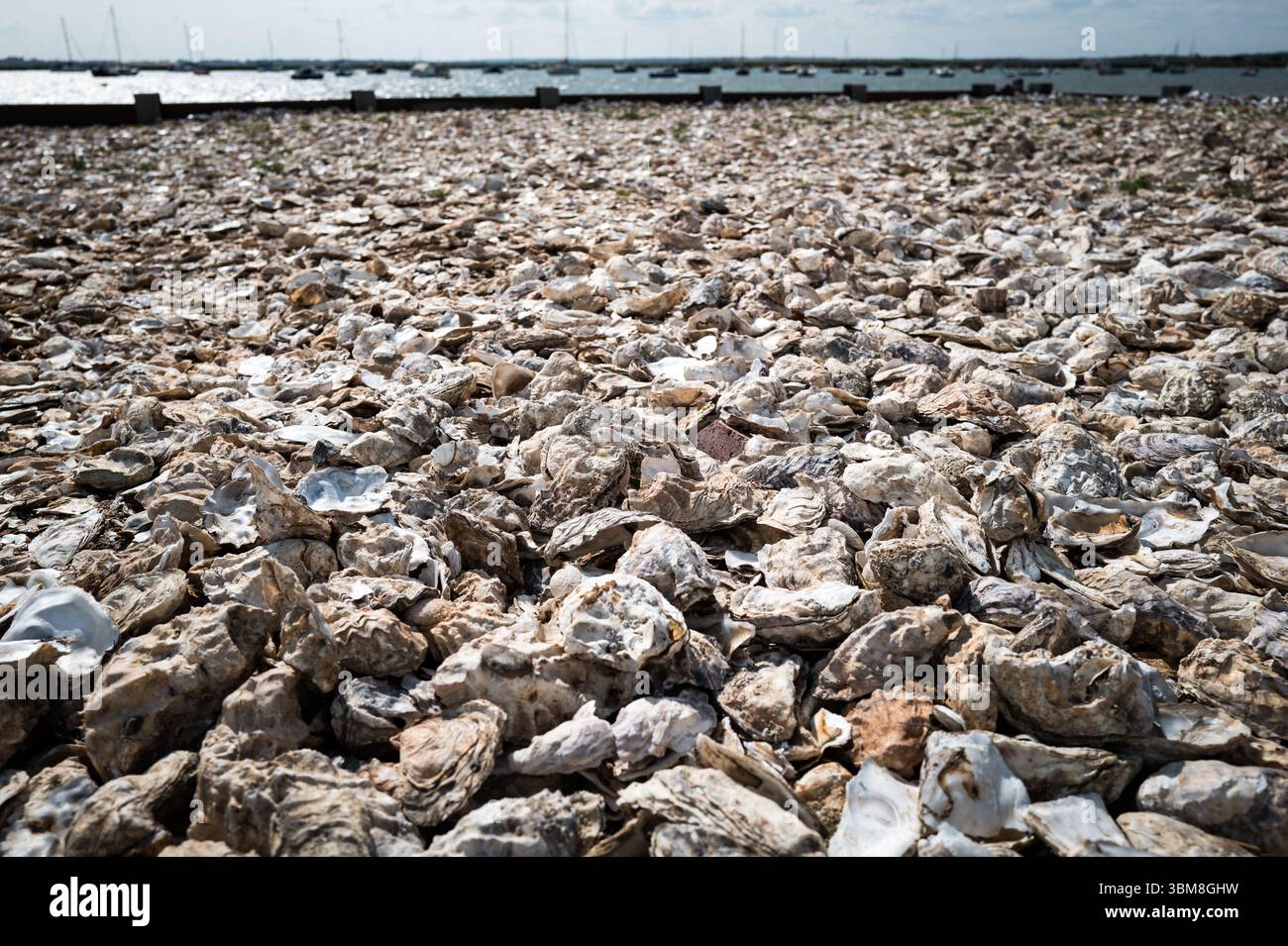 Ausrangierte Austernschalen bilden einen Strand, Mersea, Essex UK Stockfoto