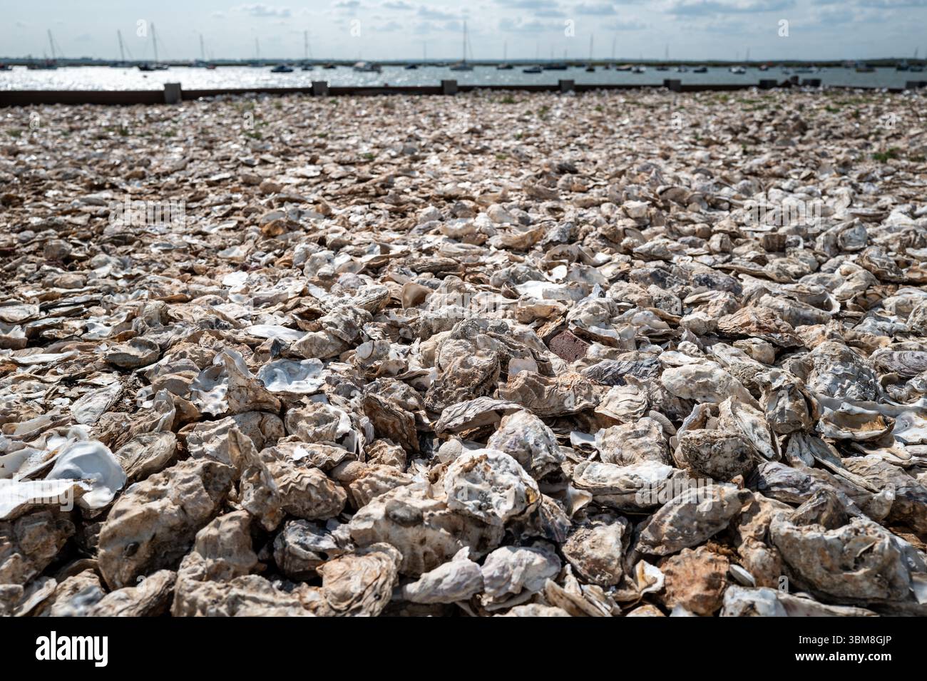 Ausrangierte Austernschalen bilden einen Strand, Mersea, Essex UK Stockfoto