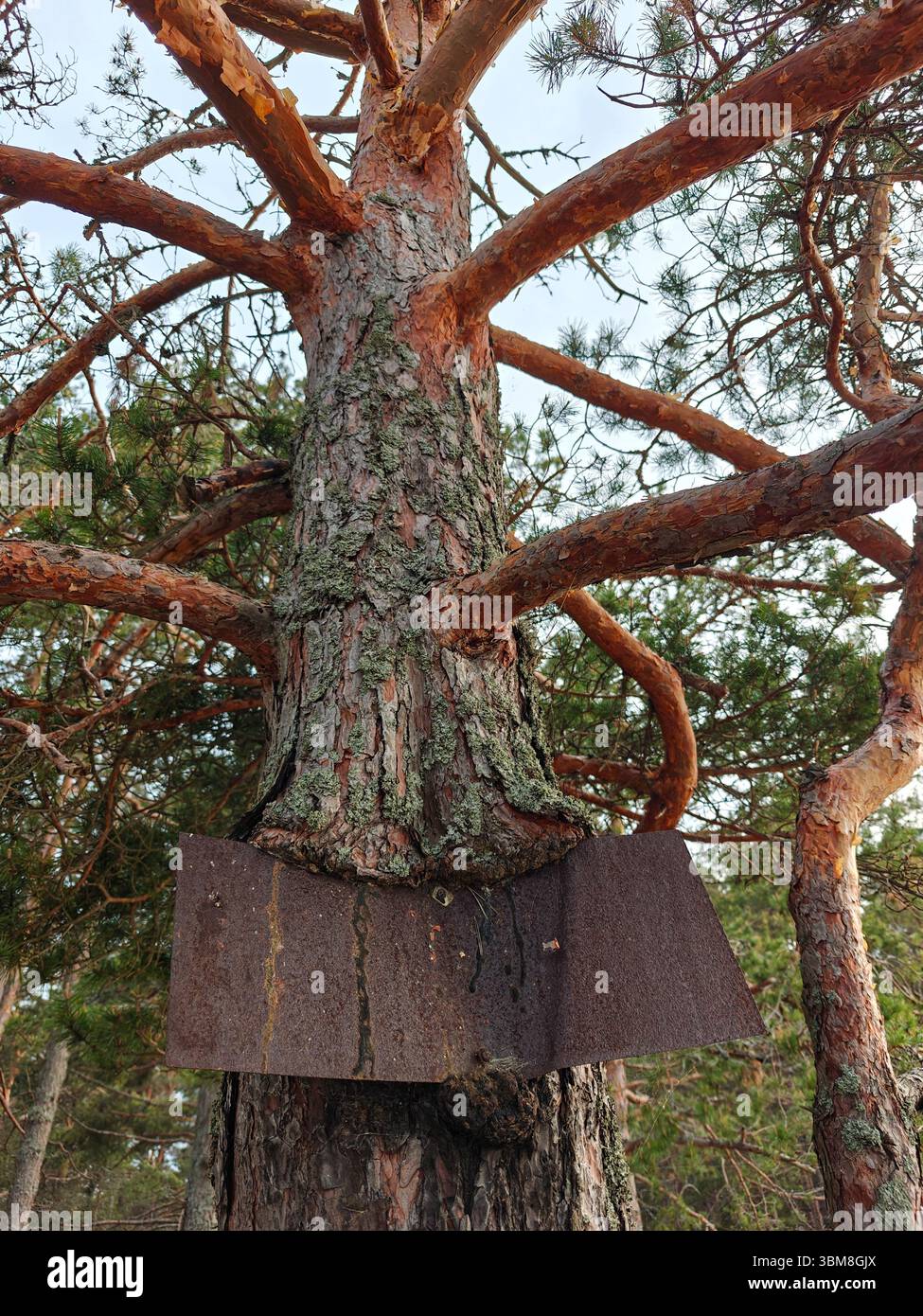Kiefer, der um ein rostiges Metallblech gewachsen ist, die Natur hat einen von Menschen geschaffenen Gegenstand zurückerobert - Smartphone-aufgenommenes Stockfoto