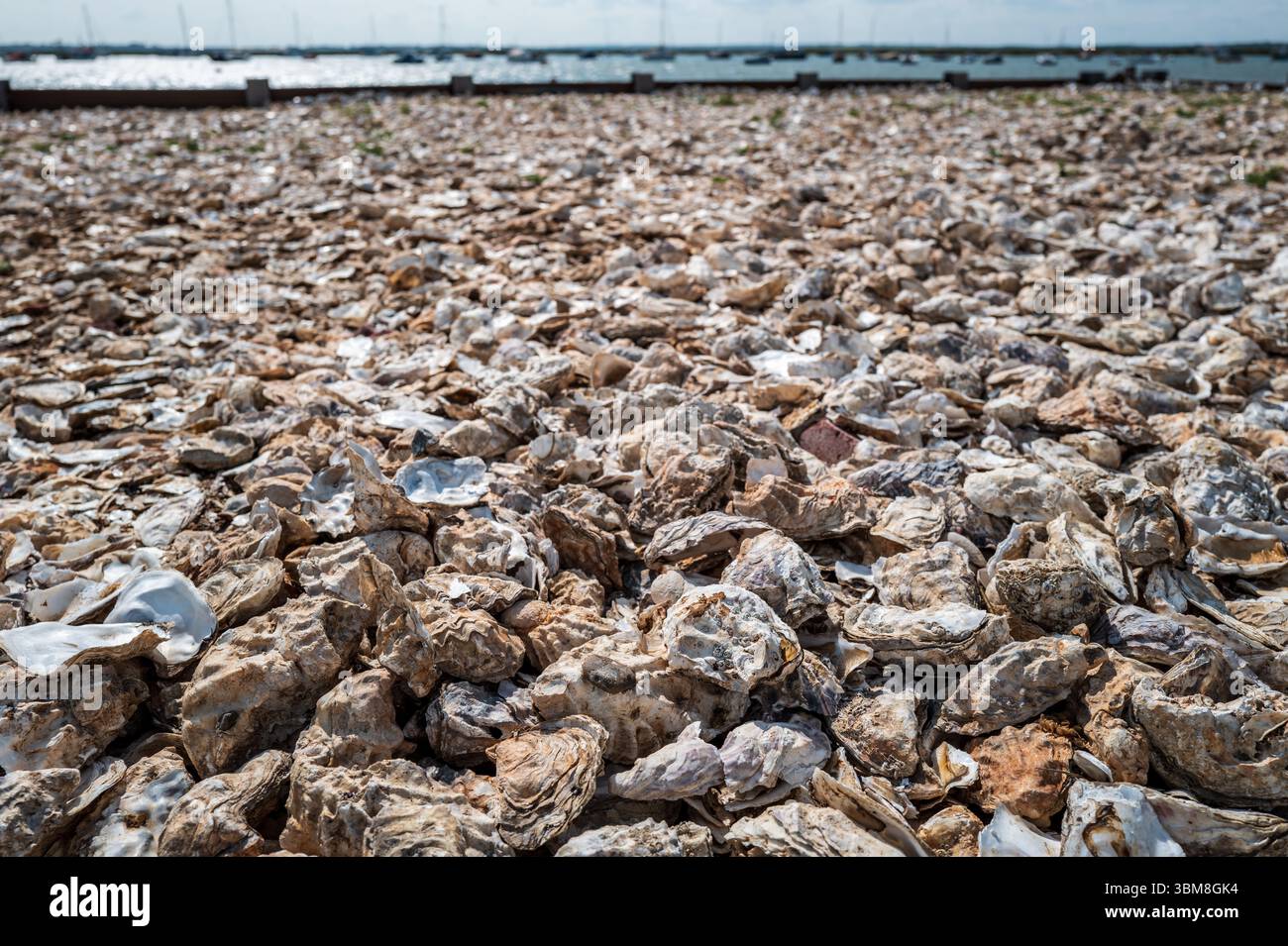 Ausrangierte Austernschalen bilden einen Strand, Mersea, Essex UK Stockfoto