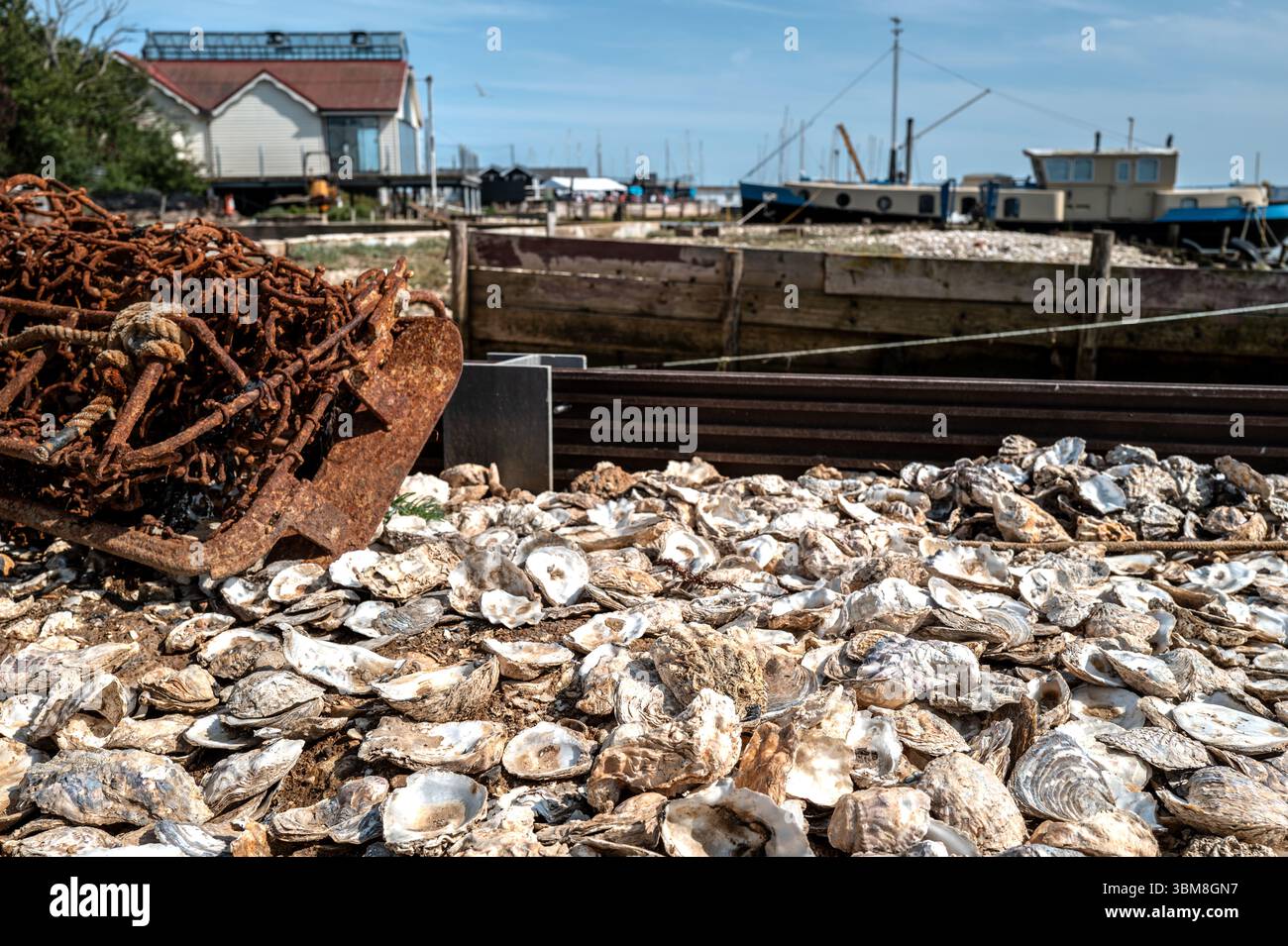 Ausrangierte Austernschalen bilden einen Strand, Mersea, Essex UK Stockfoto