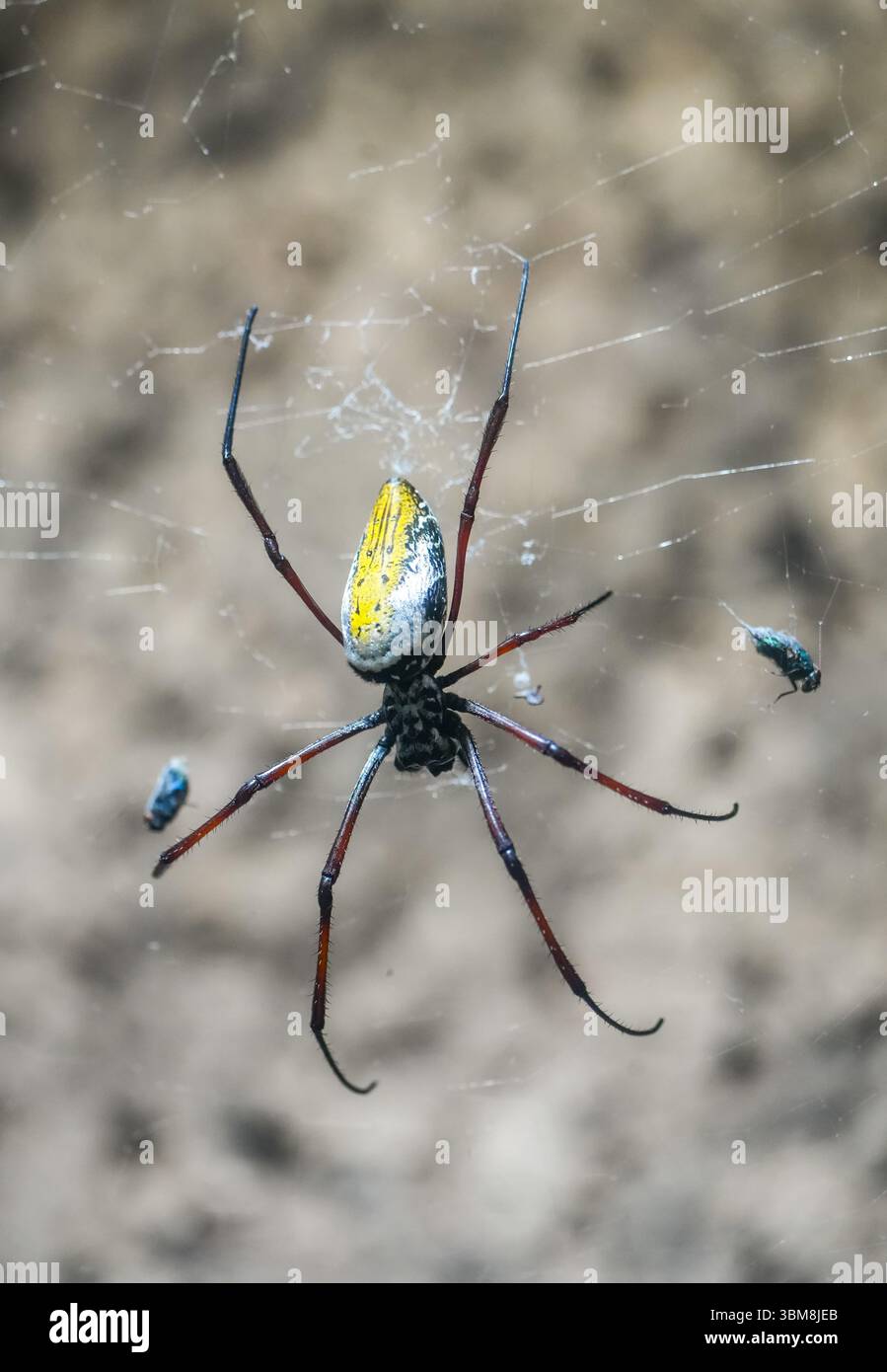 Nahaufnahme einer Seidenspinne. Tropische Netzspinne. Nephila. Riesige Holzspinne oder Bananenspinne. Stockfoto