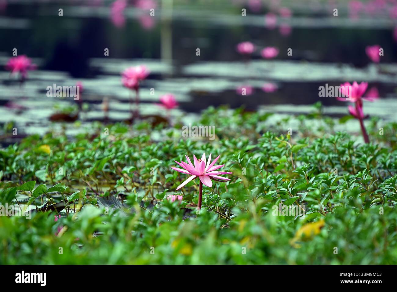 Leuchtend rosafarbene Seerosen erheben sich anmutig über üppiges Grün in einer ruhigen, reflektierenden Wasserkulisse. Stockfoto