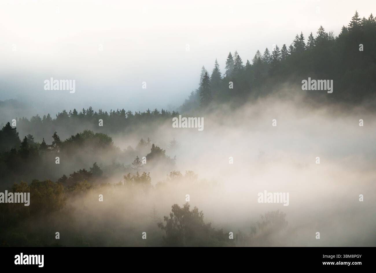 Morgennebel über dem Gauja-Tal in Sigulda Stockfoto