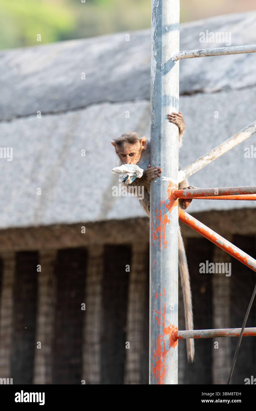 Berberaffen, Rhesusaffen, der Plastiktüte isst, Tierwelt und städtische Umgebung in Indien, Dschungel-Regenwaldtier in der Stadt Stockfoto