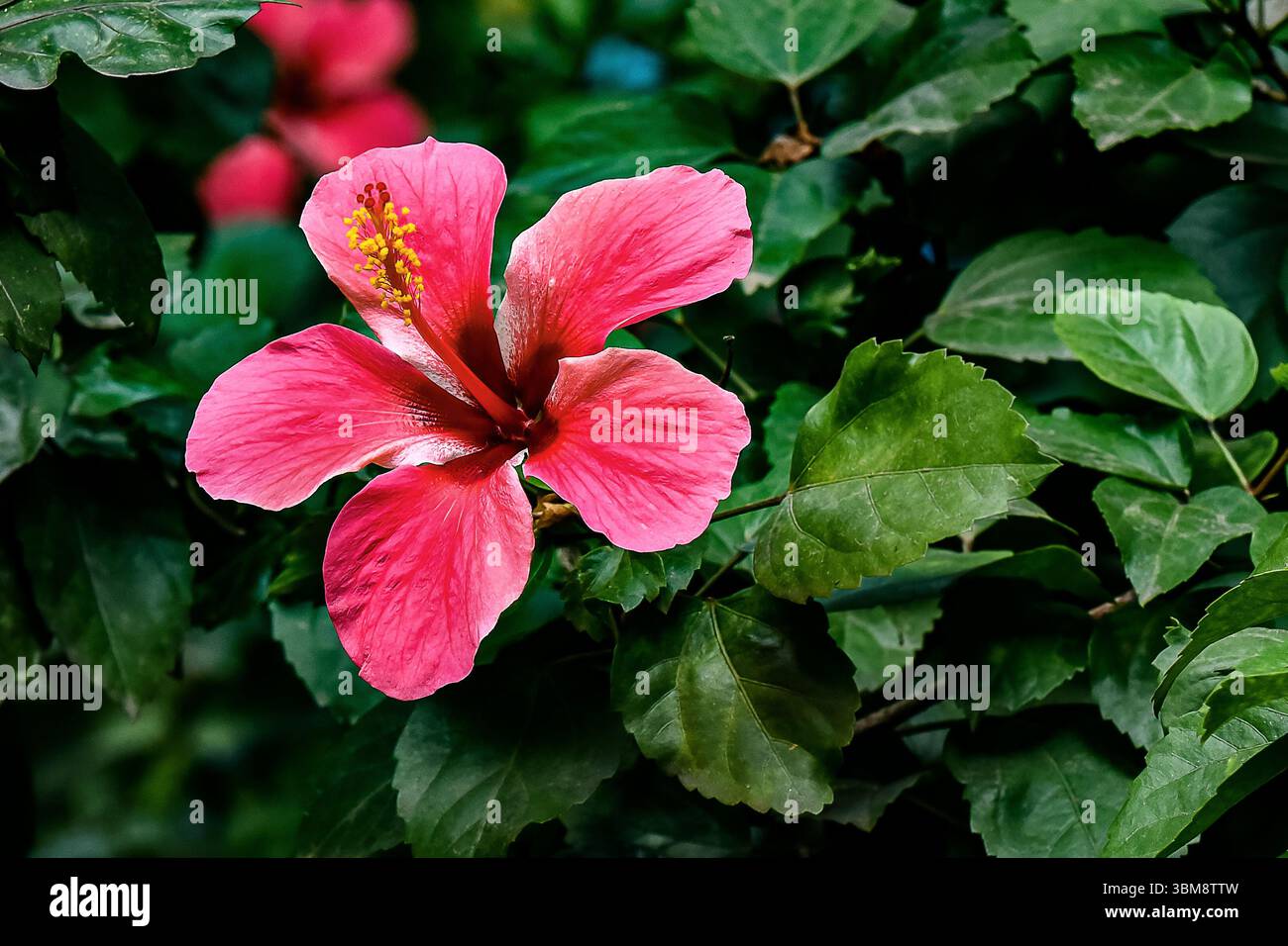 Ein lebhaftes Nahfoto einer Hibiskusblüte mit ihren großen, zarten Blütenblättern und markanten Stamen. Bekannt für seine tropische Schönheit und Medi Stockfoto