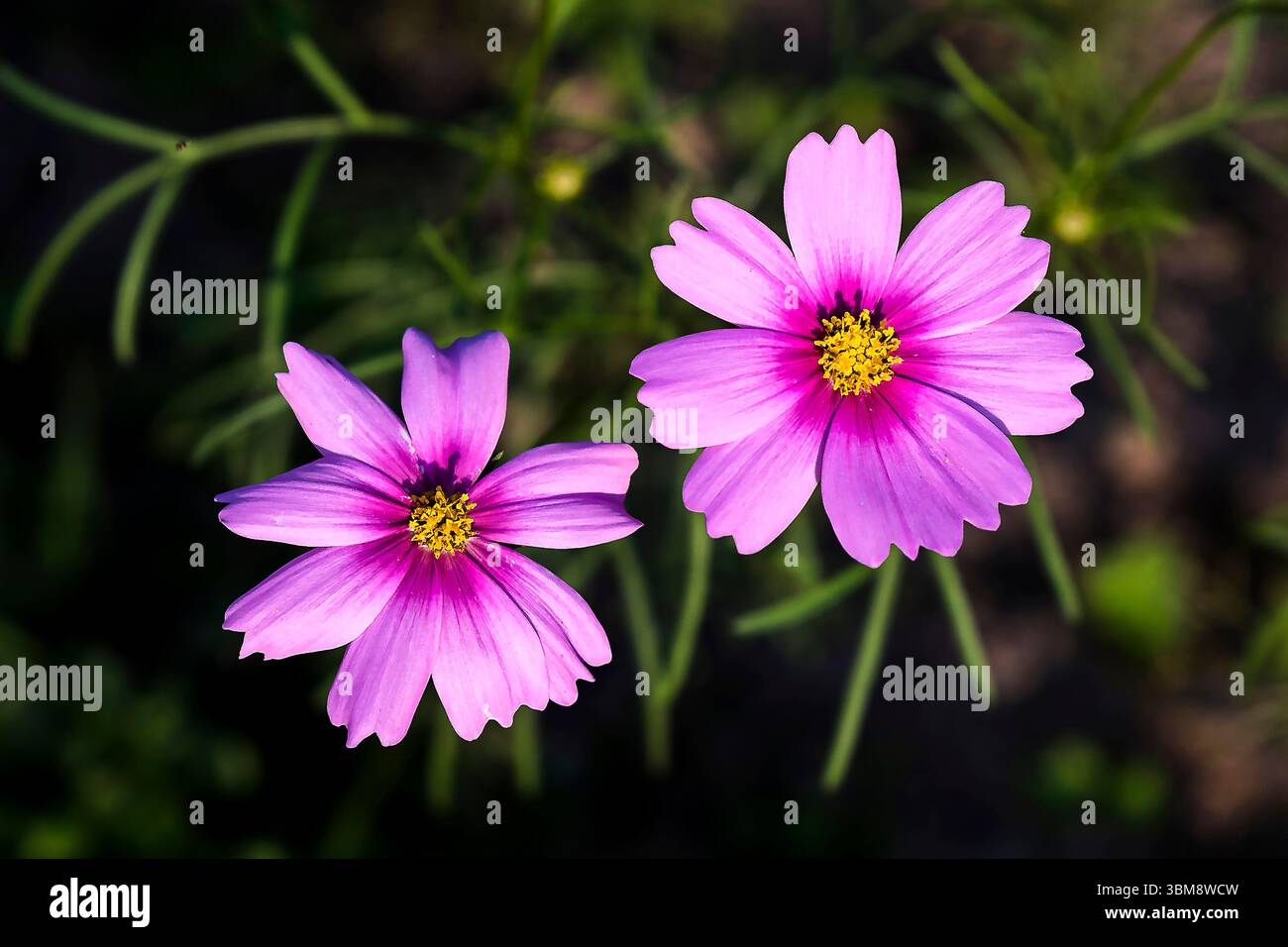 Ein atemberaubendes Nahaufnahme-Foto einer lebendigen Kosmosblume mit ihren zarten Blütenblättern und der komplexen gelben Mitte. Stockfoto