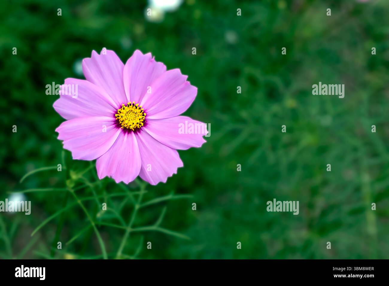 Ein atemberaubendes Nahaufnahme-Foto einer lebendigen Kosmosblume mit ihren zarten Blütenblättern und der komplexen gelben Mitte. Stockfoto