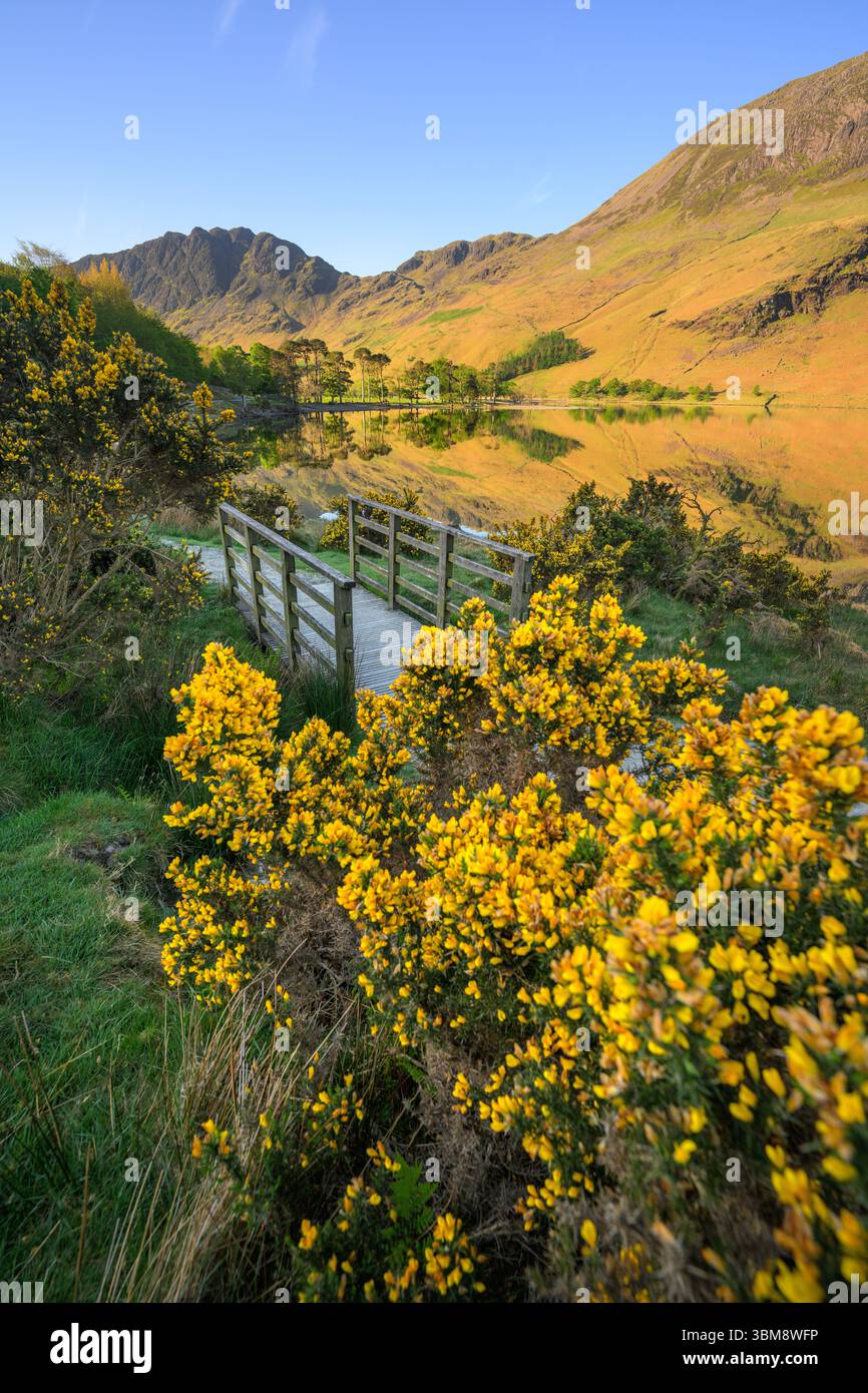 Blühender gelber Ginster mit Holzsteg mit Blick auf Buttermere an einem ruhigen Frühlingsmorgen. Lake District, Großbritannien. Stockfoto