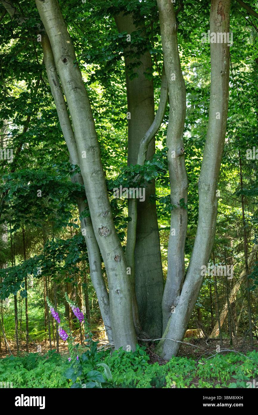 Baum, Wald, SIEVERSEN, Rosengarten, Niedersachsen, Deutschland Stockfoto
