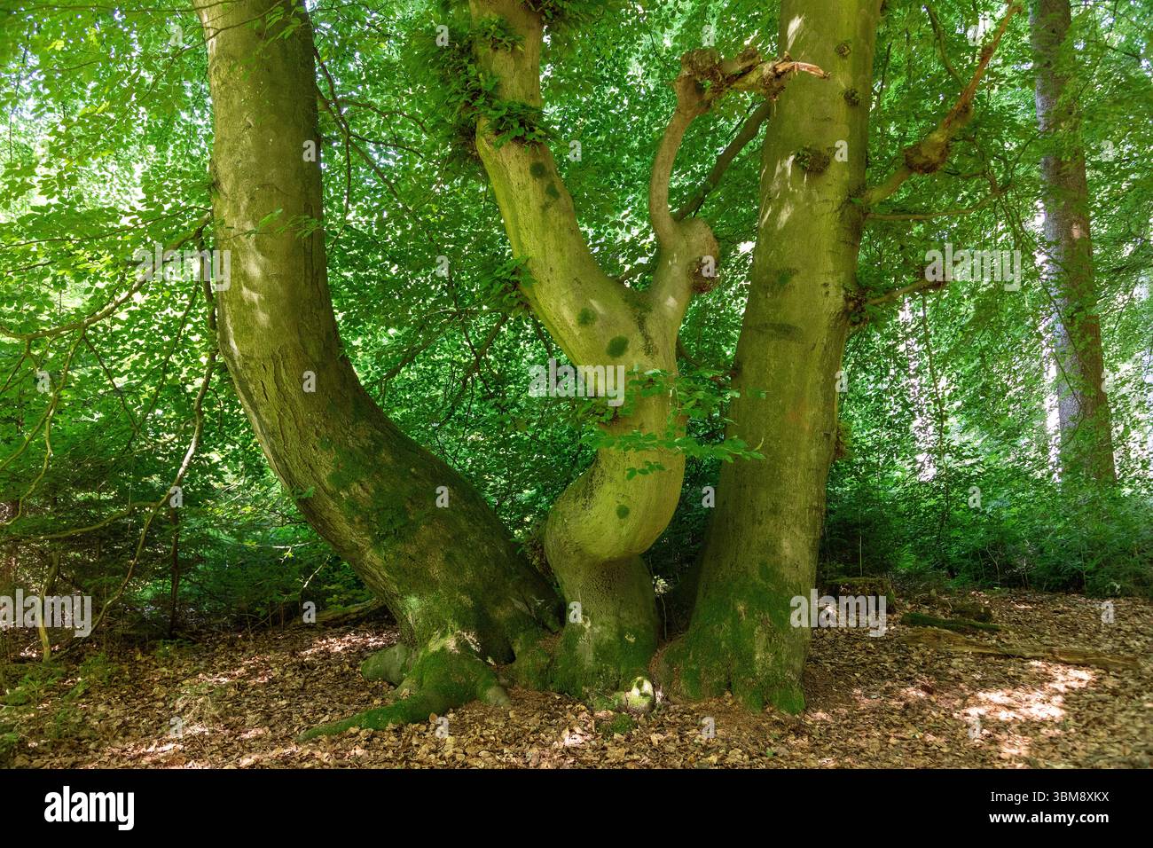 Baum, Wald, SIEVERSEN, Rosengarten, Niedersachsen, Deutschland Stockfoto