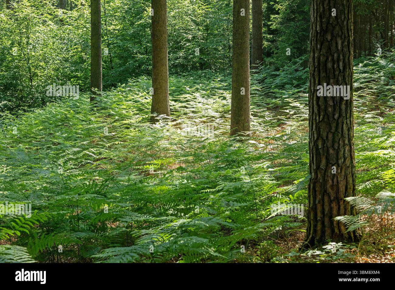 Farn, Bäume, Wald, SIEVERSEN, Rosengarten, Niedersachsen, Deutschland Stockfoto