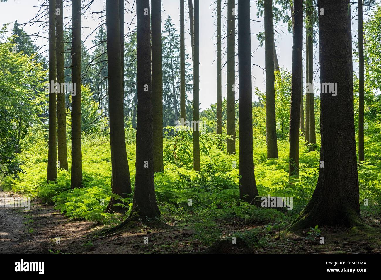 Farn, Bäume, Wald, SIEVERSEN, Rosengarten, Niedersachsen, Deutschland Stockfoto
