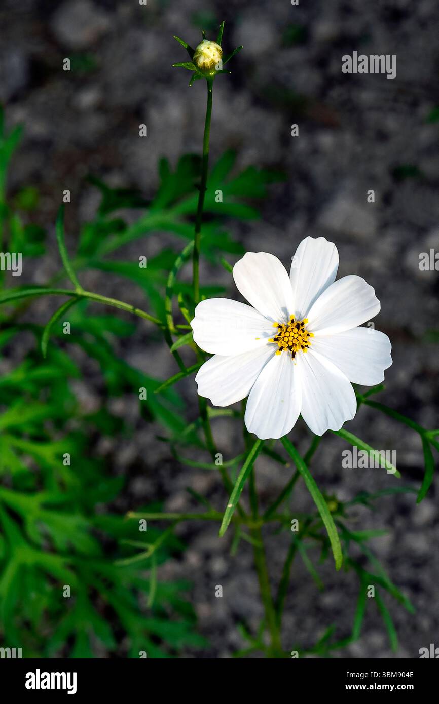 Ein atemberaubendes Nahaufnahme-Foto einer lebendigen Kosmosblume mit ihren zarten Blütenblättern und der komplexen gelben Mitte. Stockfoto