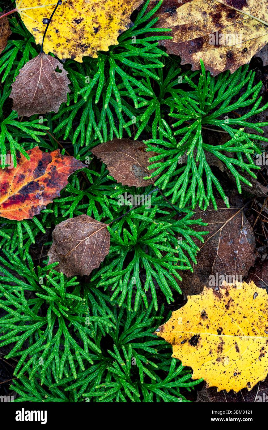 Ein Waldboden im Herbst, Adirondack Park, NY Stockfoto