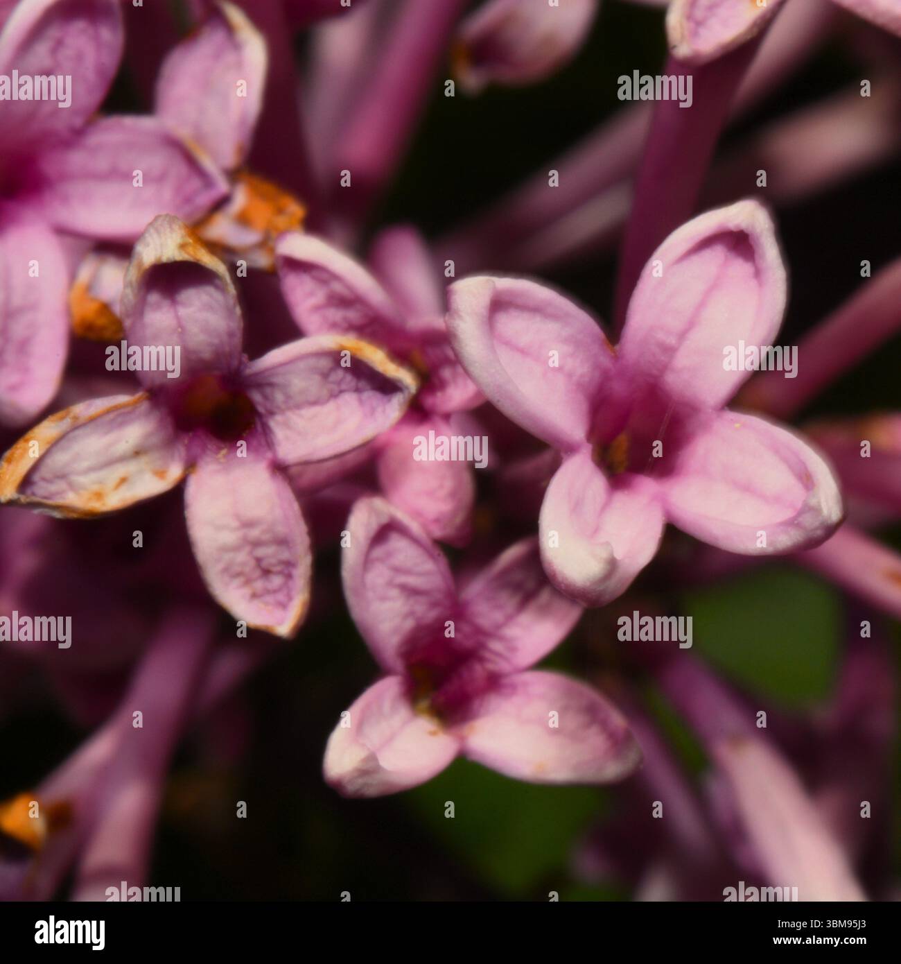 Extreme Nahaufnahme einer violetten Fliederpflanze, die die komplizierten Details der zarten Blume zeigt. Stockfoto