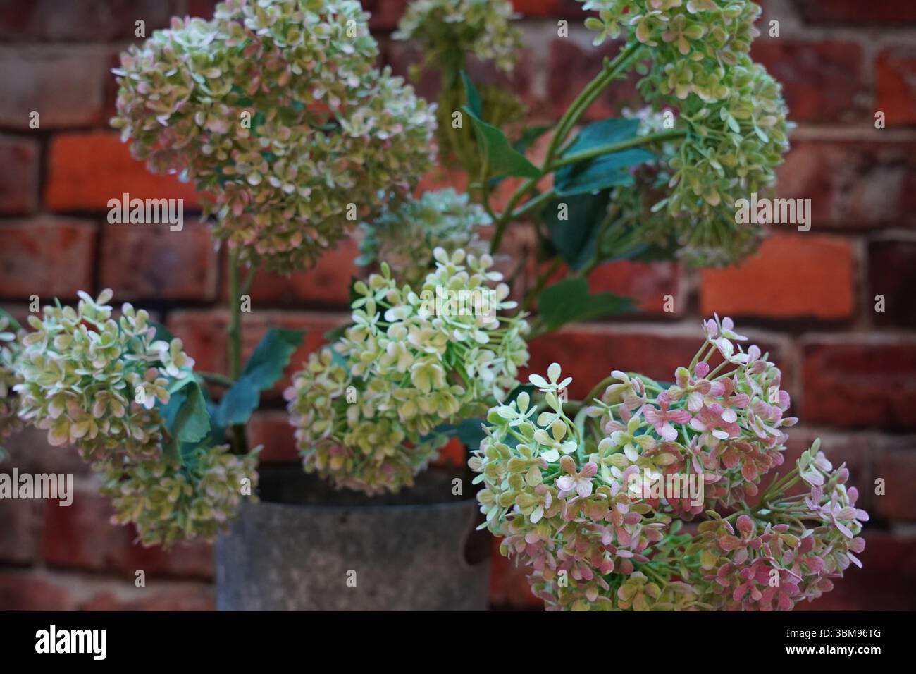 Ein Haufen bunter Hortensie paniculata, oder verpanierte Hortensie, steht in einer Blechvase vor einer Ziegelmauer in einem Bürogebäude. Stockfoto