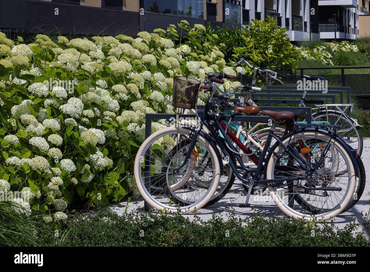 Fahrräder parken in der Nähe eines modernen Wohngebäudes mit blühenden weißen Hortensien und dekorativem Grün im begrünten Innenhof Stockfoto