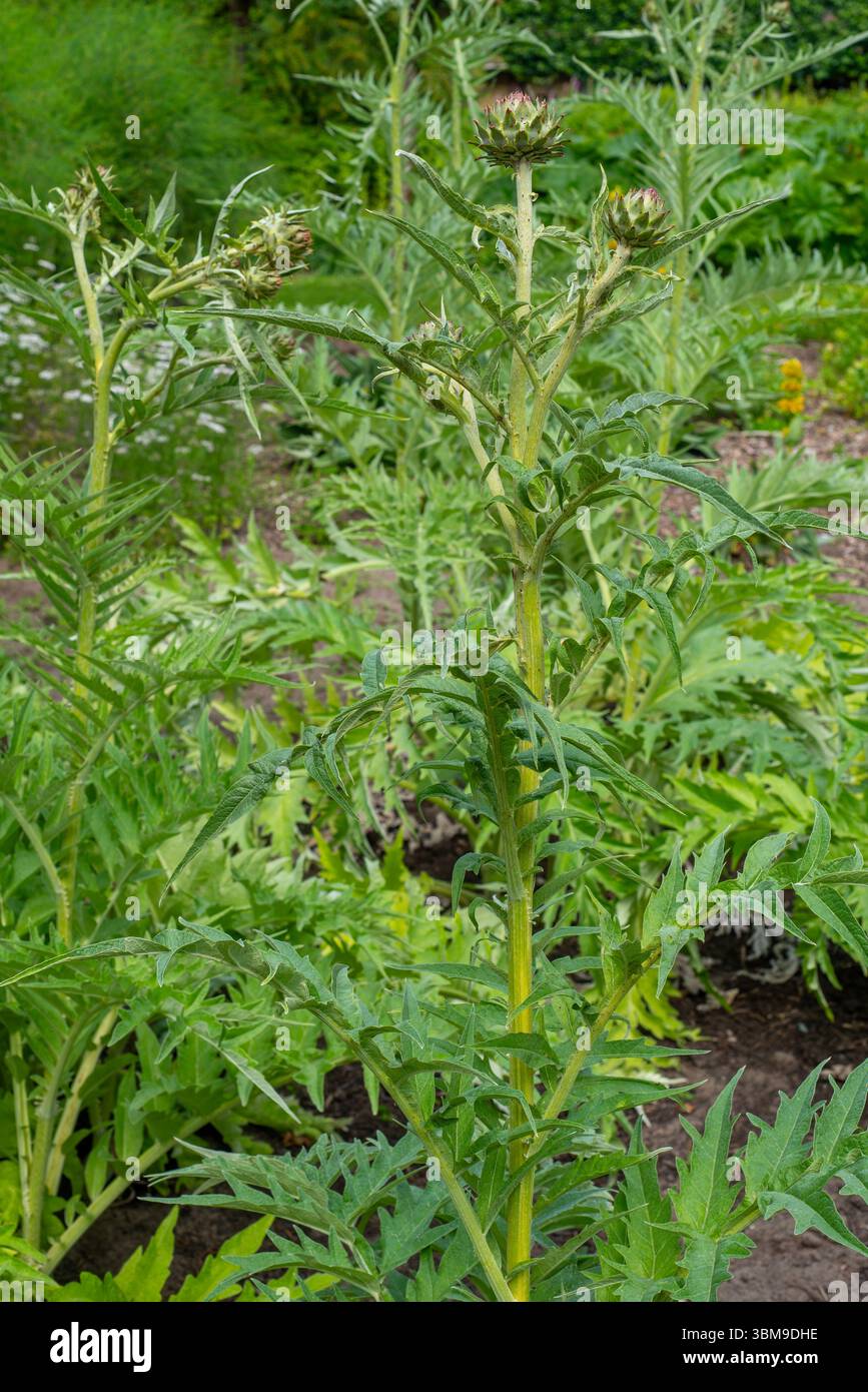 Cardoon / Artischockendistel (Cynara cardunculus / Carduus cardunculus) im Kräutergarten im Frühsommer Stockfoto