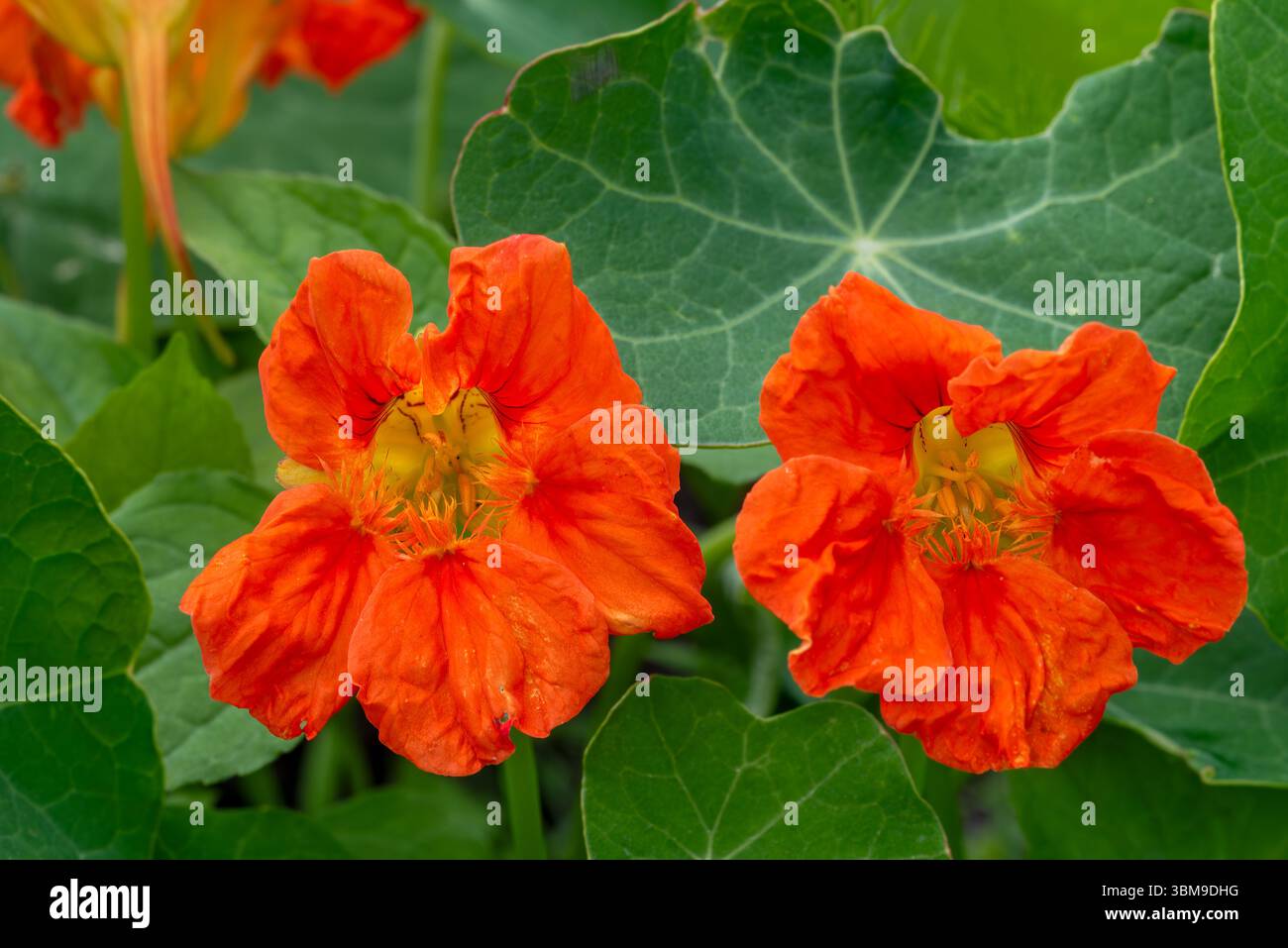Gartennasturtium / Indische Kresse / Mönchskresse (Tropaeolum majus), essbare Blume im Kräutergarten Stockfoto