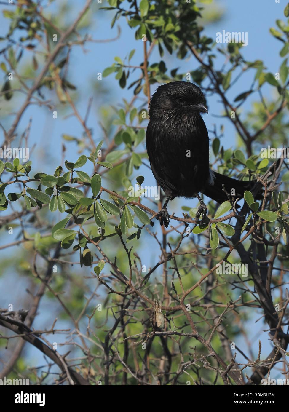 Der Gabelschwanzdrongo ist ein häufiger Vogel in Botswana, der von Barschen fliegt, um Beute zu fangen. Stockfoto