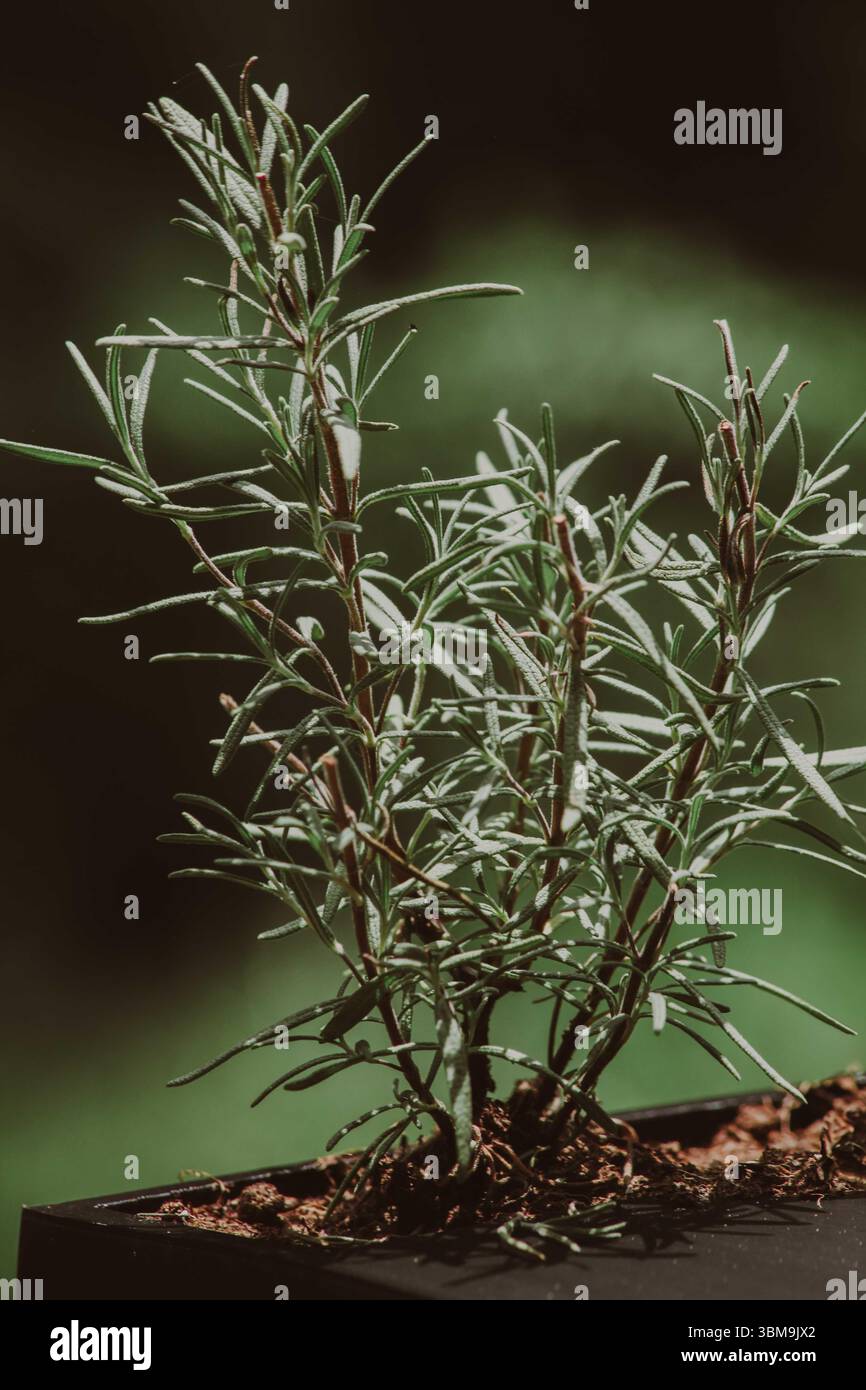 Rosmarin-Kraut im Garten wachsen Stockfoto Rosmarin-Kraut im Garten wachsen Stockfoto