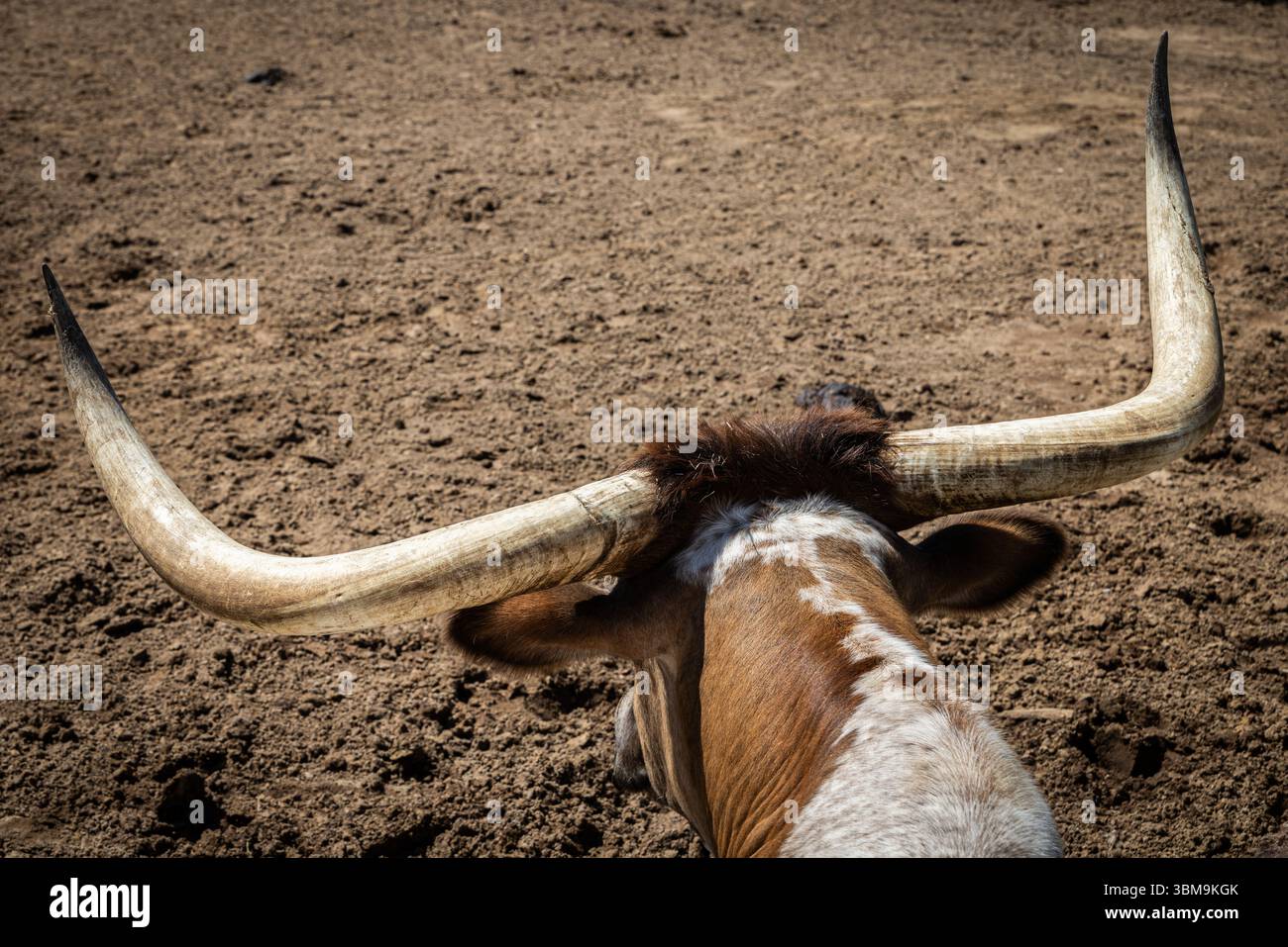 Eine Rückansicht eines Texas Longhorn, das die weite Spannweite seiner Hörner zeigt, vor einem Schotterfeld. Stockfoto