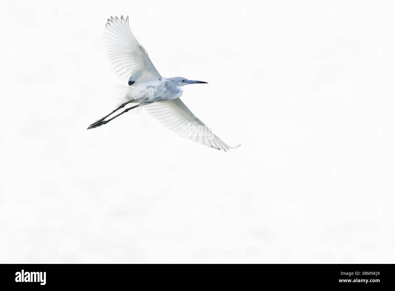 Ein weißer Morph kleiner blauer Reiher (Egretta caerulea) im Flug. Stockfoto