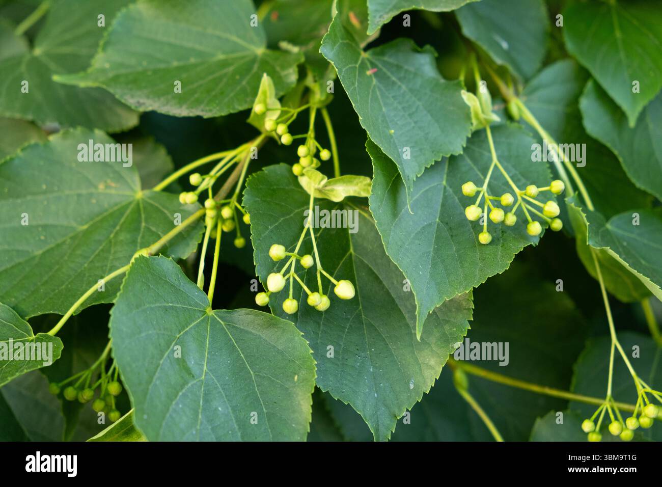 Linden Tree Fruits Reife Nüsse auf einem Zweig Baum. Stockfoto