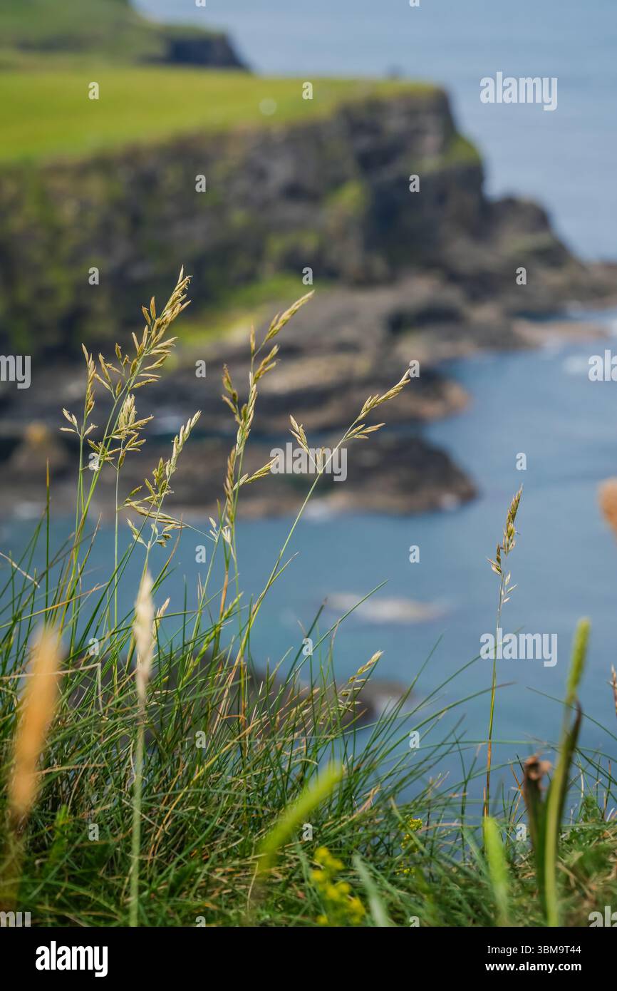 Küstengras an der dramatischen Dammküste überblickt das Meer und die Klippen. Natürliche Umweltbedingungen in Nordirland. Stockfoto