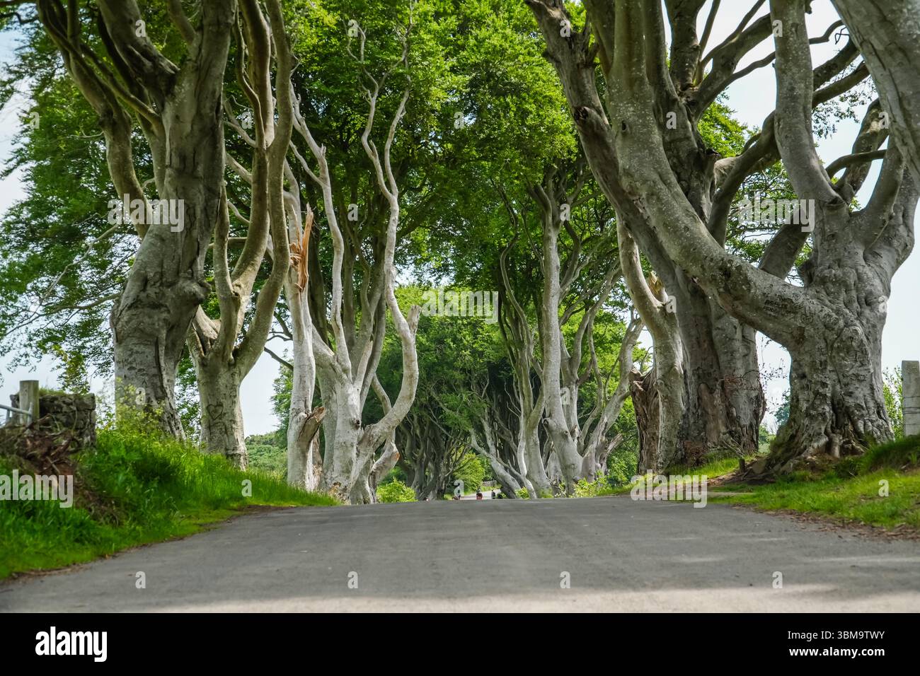 Dark Hedges ist eine Allee mit Buchen entlang der Bregagh Road im County Antrim, Irland. Bezaubernde natürliche Attraktion. Stockfoto